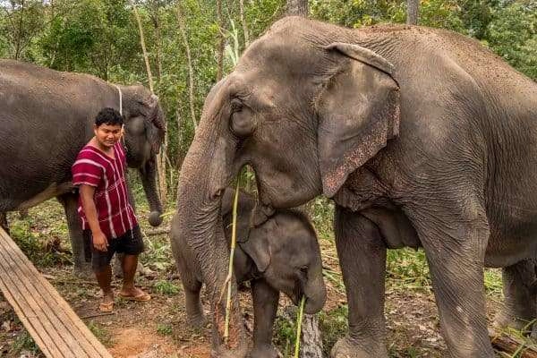 One Day at Ethical Elephant Sanctuary In Thailand elephants