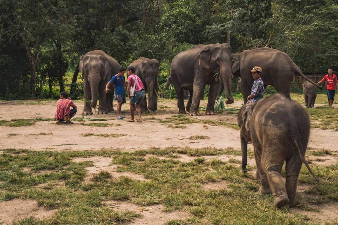 Ethical Elephant Sanctuary in Thailand slide