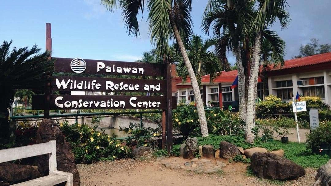 must-do-things-in-Palawan-wildlife-rescue-center