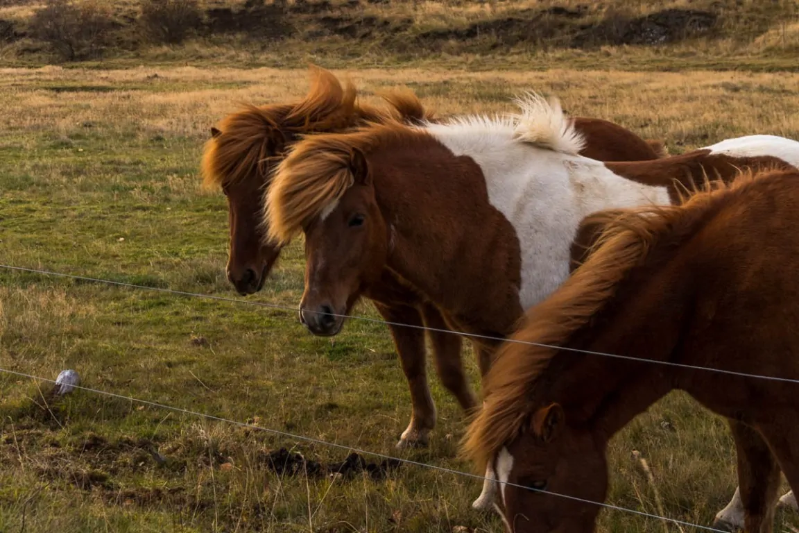 Icelandic horses - road trip itinerary