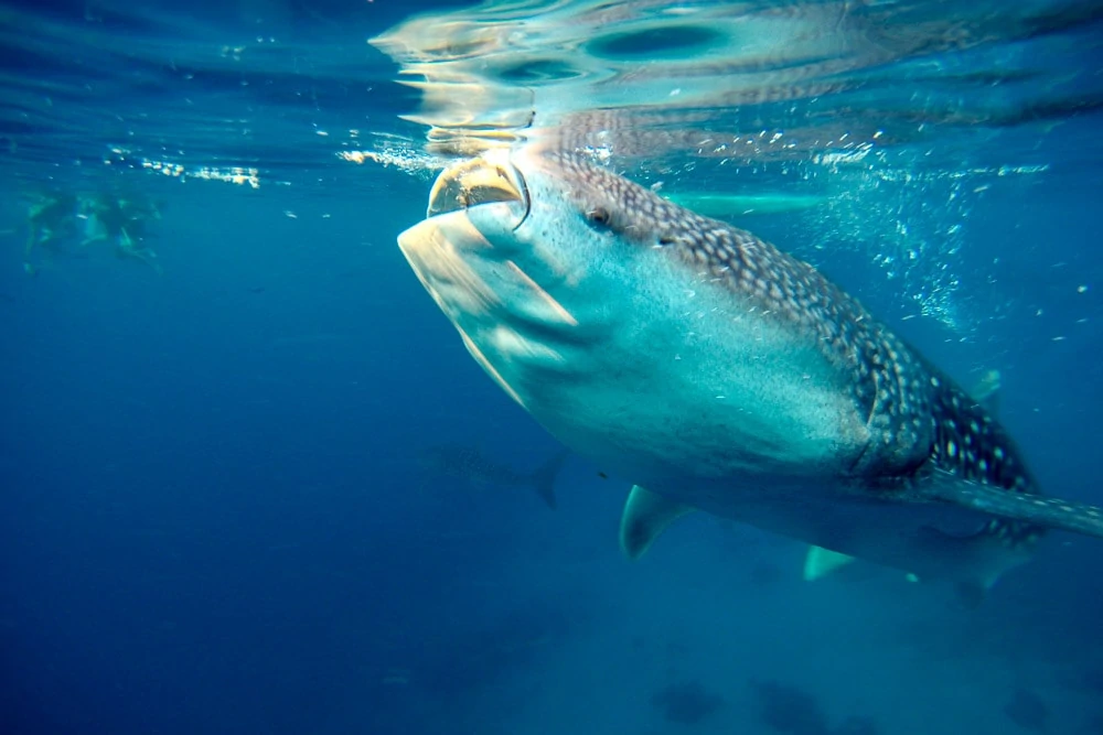 philippines-travel-itinerary-whale-shark