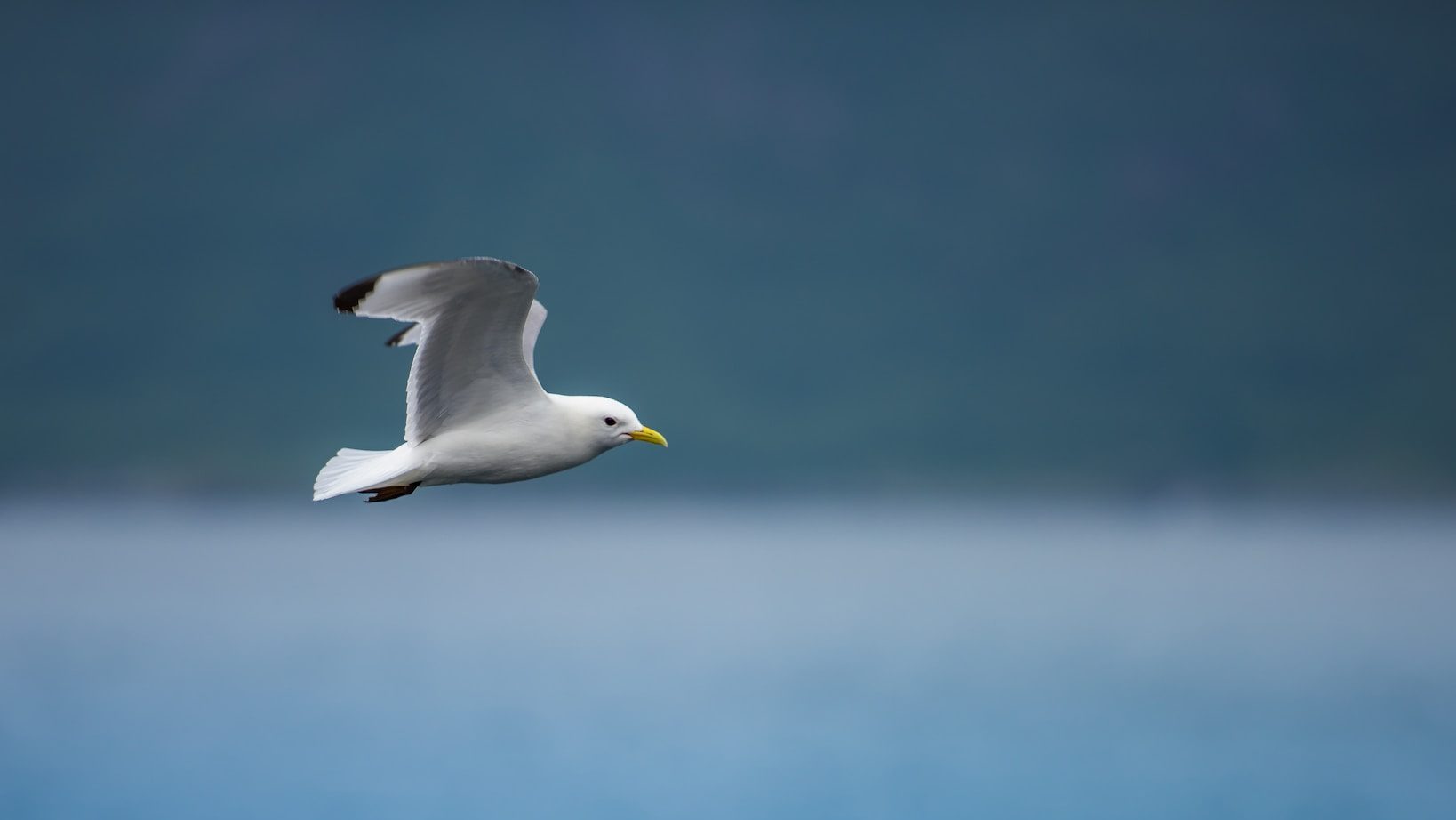 Ecotourism Activities in Norway white gull flying over the sea during daytime
